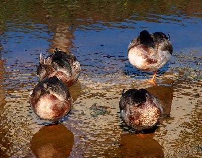 [Front view of four male mallards standing on one foot in shallow water with their heads tucked back under their wings as they sleep. They are in two rows with two in front and one behind each of them.]